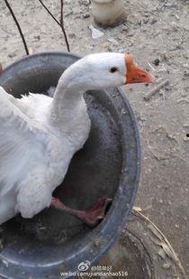 大鹅最新爆料,揭秘娱乐圈惊人内幕